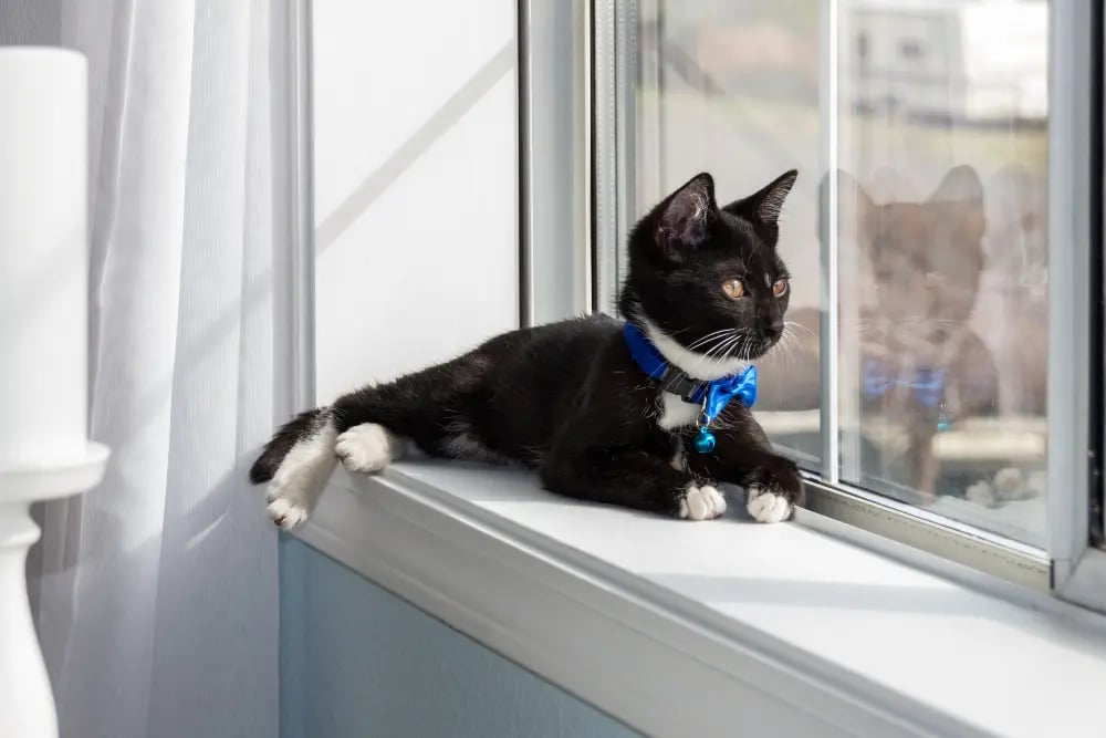 Indoor VS Outdoor Cats Should I Let My Cat Outside?